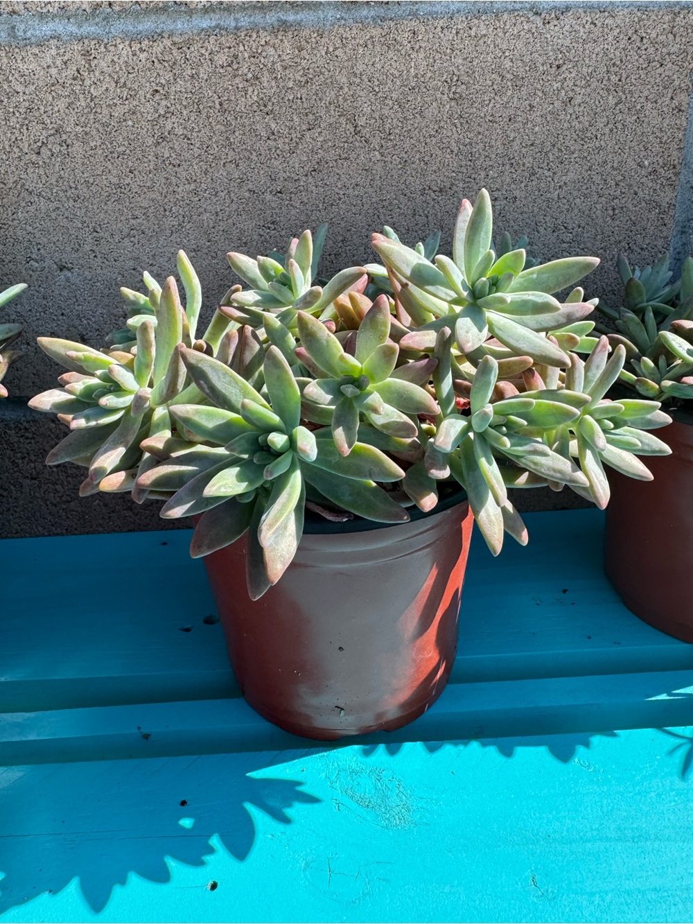 Graptosedum 'Francesco Baldi